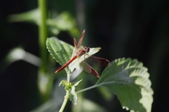 Sympetrum pedemontanum