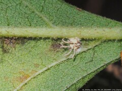 Gibellula