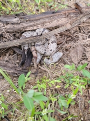 Crotalus lepidus klauberi