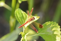 Sympetrum pedemontanum