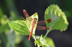 Sympetrum pedemontanum