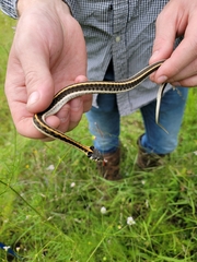Thamnophis cyrtopsis