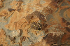 Dippilana membranacea