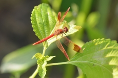 Sympetrum pedemontanum