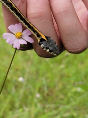 Thamnophis cyrtopsis
