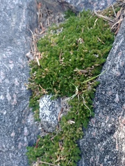 Selaginella densa