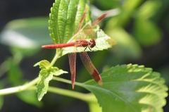 Sympetrum pedemontanum