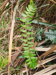 Pellaea falcata