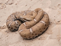 Crotalus willardi willardi