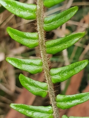 Pellaea falcata