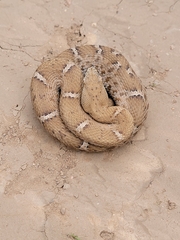 Crotalus willardi willardi