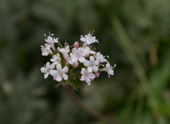 Valeriana acutiloba