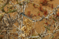 Austrolestes annulosus