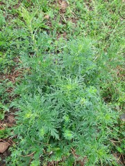Urtica cannabina