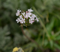 Valeriana acutiloba