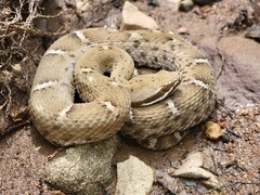 Crotalus willardi willardi