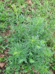 Urtica cannabina