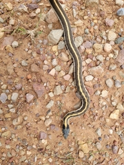 Thamnophis cyrtopsis
