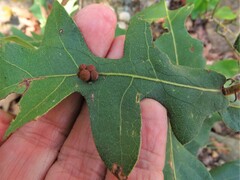 Cynipoidea