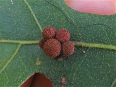 Cynipoidea