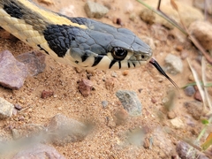 Thamnophis cyrtopsis