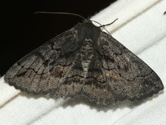 Melanodes anthracitaria