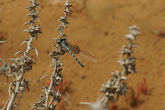 Austrolestes annulosus