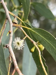 Eucalyptus radiata