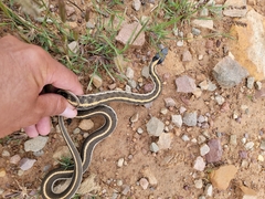Thamnophis cyrtopsis
