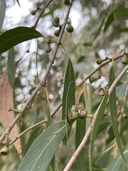Eucalyptus radiata
