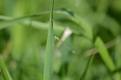 Ischnura asiatica