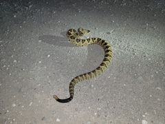 Crotalus molossus molossus