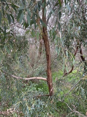 Eucalyptus radiata