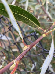 Salix lasiolepis