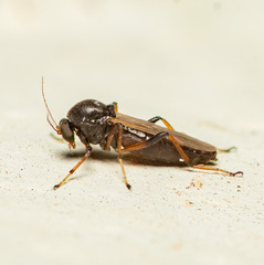 Chironomoidea