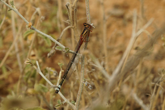 Xanthagrion erythroneurum
