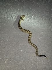 Crotalus molossus molossus