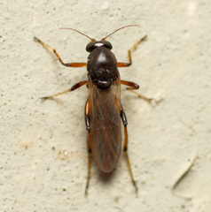 Chironomoidea