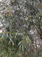 Eucalyptus radiata