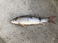 Moxostoma macrolepidotum