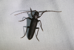 Arhopalus