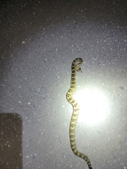 Crotalus molossus molossus