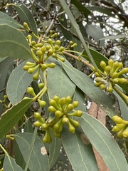 Eucalyptus radiata