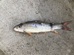 Moxostoma macrolepidotum