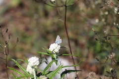 Plebejus anna