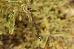 Xanthagrion erythroneurum