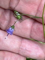 Campanula divaricata
