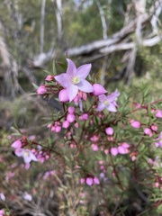 Boronia floribunda