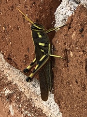 Schistocerca albolineata