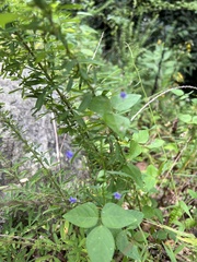 Campanula divaricata